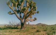 Mohave County Arizona Land